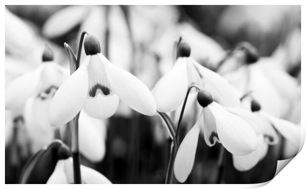 Snowdrops - Galanthus 'Mrs. Backhouse Number Twelve' Print by Kevin Howchin