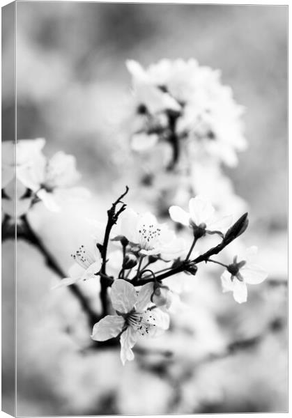 Cherry Blossom Canvas Print by Kevin Howchin