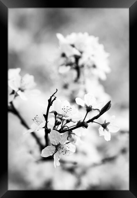 Cherry Blossom Framed Print by Kevin Howchin