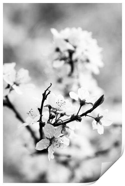 Cherry Blossom Print by Kevin Howchin