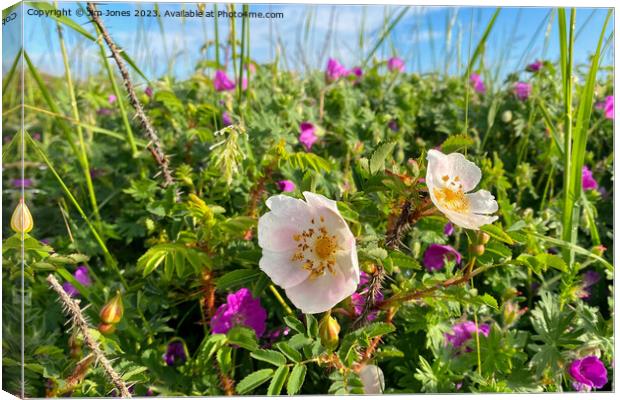 English Wild Flowers in the Sand Dunes Canvas Print by Jim Jones