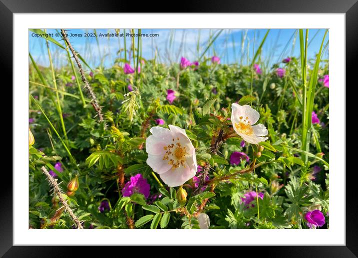 English Wild Flowers in the Sand Dunes Framed Mounted Print by Jim Jones