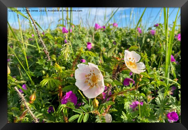English Wild Flowers in the Sand Dunes Framed Print by Jim Jones
