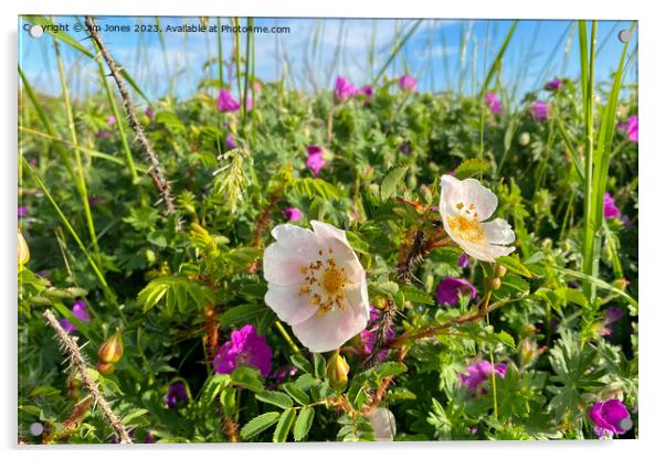 English Wild Flowers in the Sand Dunes Acrylic by Jim Jones