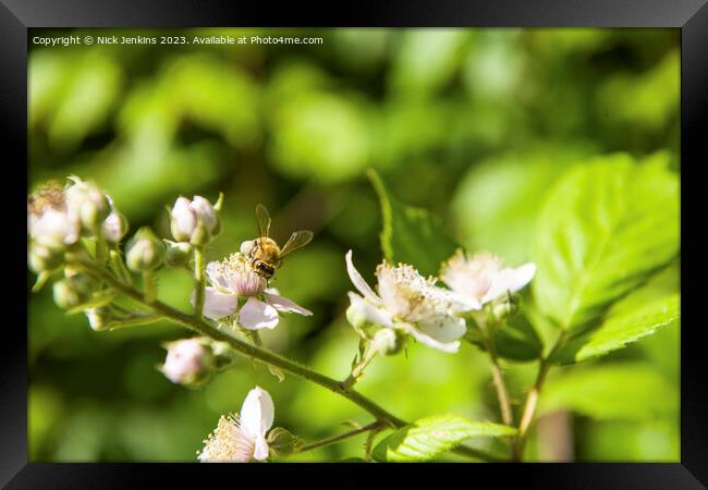 Bee on Bramble Flower Tyn y Coed Woods  Framed Print by Nick Jenkins