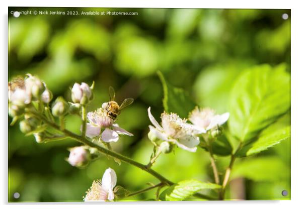 Bee on Bramble Flower Tyn y Coed Woods  Acrylic by Nick Jenkins