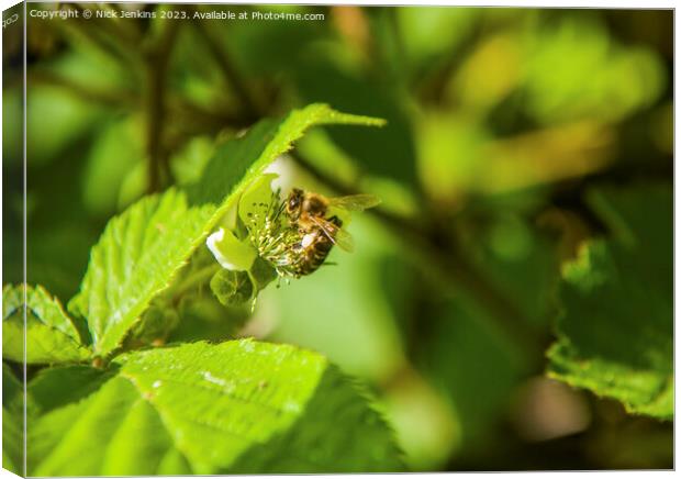 Bee seeking Nectar in Tyn y Coed Woods near Cardiff  Canvas Print by Nick Jenkins