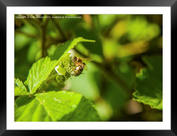 Bee seeking Nectar in Tyn y Coed Woods near Cardiff  Framed Mounted Print by Nick Jenkins