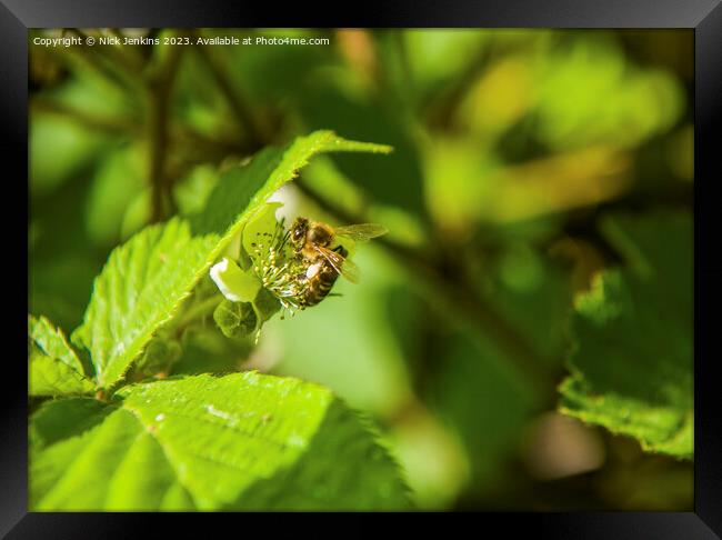 Bee seeking Nectar in Tyn y Coed Woods near Cardiff  Framed Print by Nick Jenkins