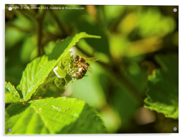 Bee seeking Nectar in Tyn y Coed Woods near Cardiff  Acrylic by Nick Jenkins