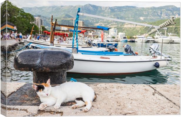 Cat relaxing by Budva harbour Canvas Print by Jason Wells