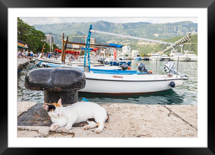 Cat relaxing by Budva harbour Framed Mounted Print by Jason Wells