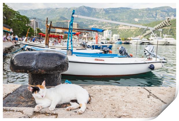 Cat relaxing by Budva harbour Print by Jason Wells
