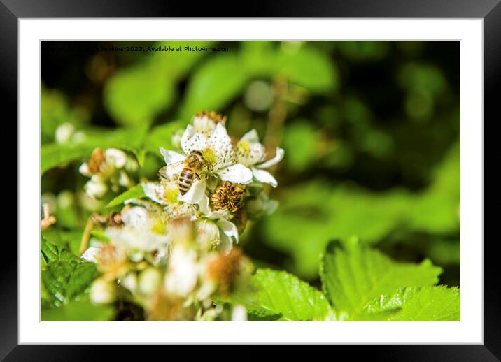 Bee seeking Nectar on Bramble Flower Framed Mounted Print by Nick Jenkins