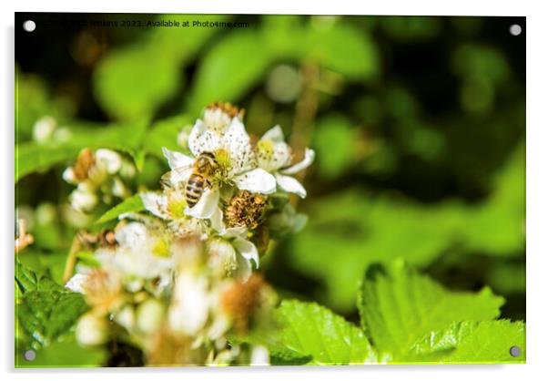Bee seeking Nectar on Bramble Flower Acrylic by Nick Jenkins