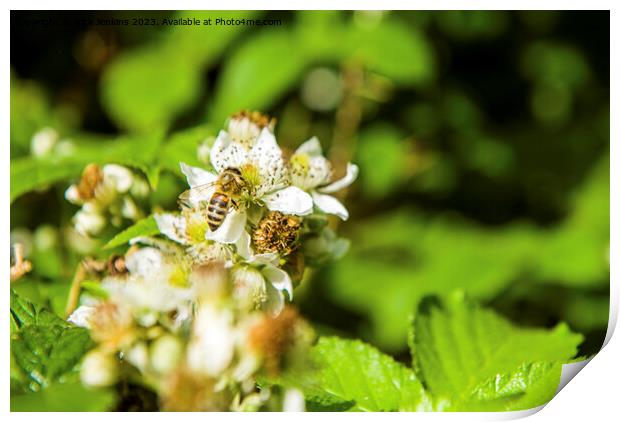 Bee seeking Nectar on Bramble Flower Print by Nick Jenkins