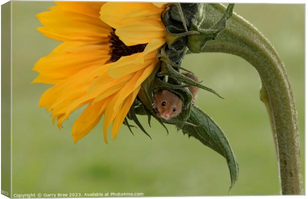 Tiny Harvest Mouse Amidst Sunflower Blooms Canvas Print by Garry Bree