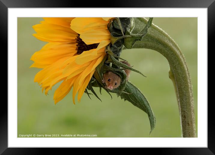 Tiny Harvest Mouse Amidst Sunflower Blooms Framed Mounted Print by Garry Bree