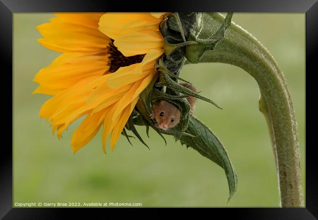 Tiny Harvest Mouse Amidst Sunflower Blooms Framed Print by Garry Bree