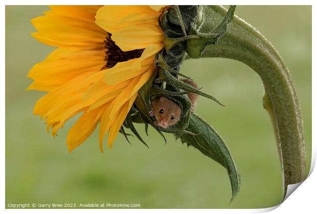 Tiny Harvest Mouse Amidst Sunflower Blooms Print by Garry Bree