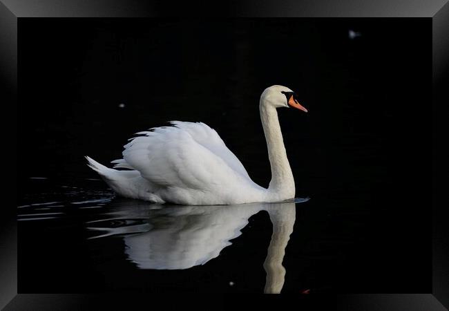 Mute swan Framed Print by Helen Reid