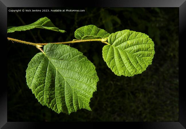 Beech Tree Leaves in Tyn y Coed Woods near Cardiff Framed Print by Nick Jenkins