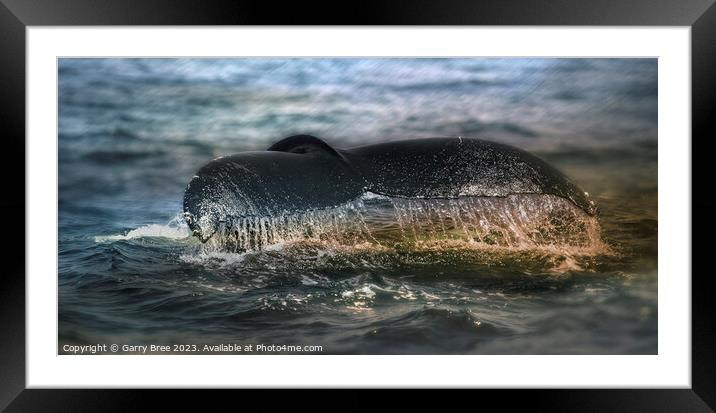 Humpback's Graceful Descent, Cape Cod Framed Mounted Print by Garry Bree