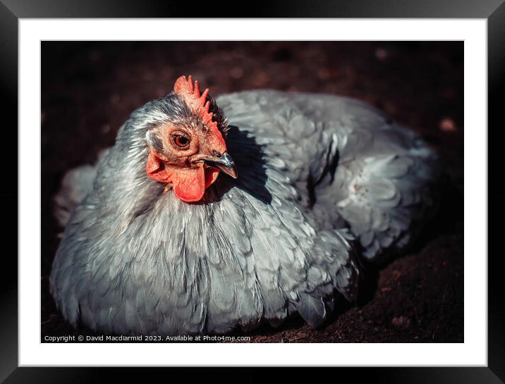 Lavender Pekin Chicken enjoying a dust bath Framed Mounted Print by David Macdiarmid