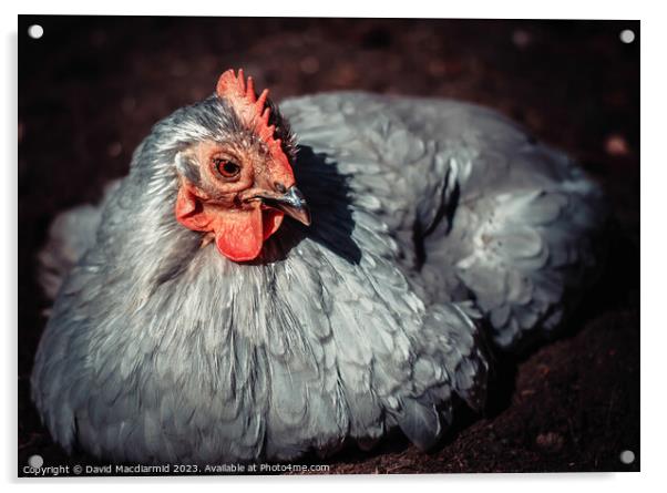 Lavender Pekin Chicken enjoying a dust bath Acrylic by David Macdiarmid