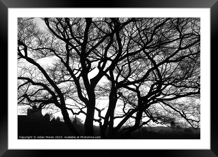 Enchanting Oak Tree Framed Mounted Print by Aidan Moran