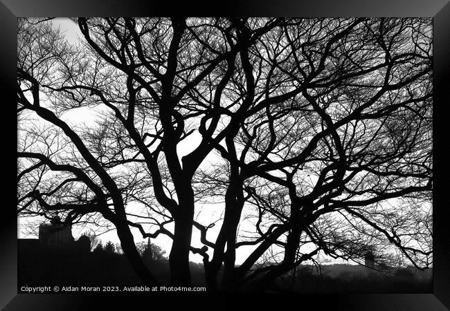 Enchanting Oak Tree Framed Print by Aidan Moran