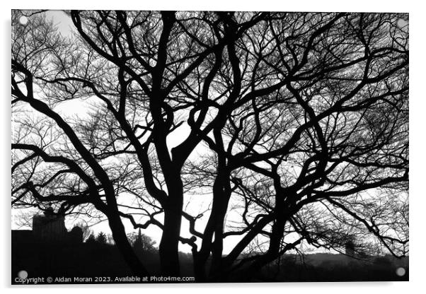 Enchanting Oak Tree Acrylic by Aidan Moran