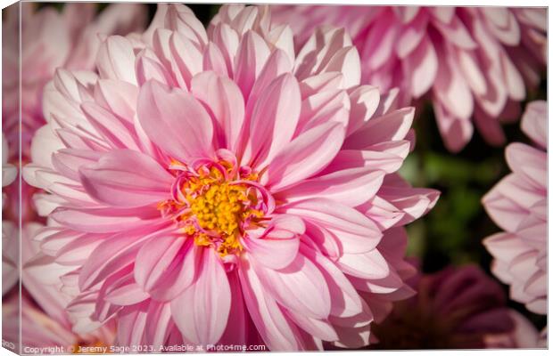 Ethereal pink Bloom Canvas Print by Jeremy Sage