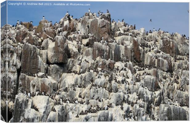 Guillemots Galore Canvas Print by Andrew Bell