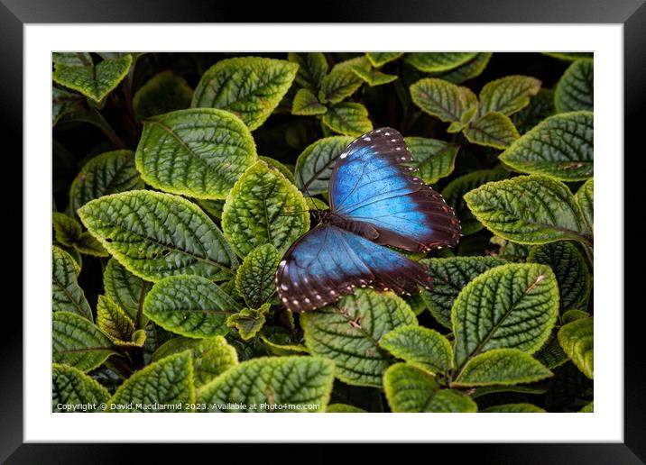 Blue Morpho Butterfly Framed Mounted Print by David Macdiarmid