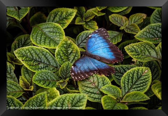 Blue Morpho Butterfly Framed Print by David Macdiarmid