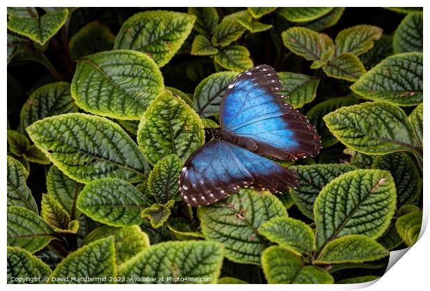 Blue Morpho Butterfly Print by David Macdiarmid