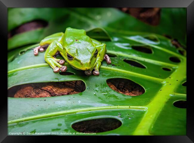 Green Tree Frog Framed Print by David Macdiarmid