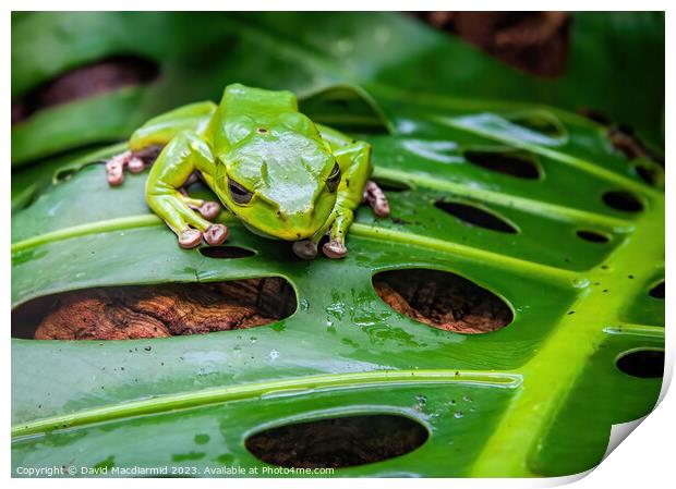 Green Tree Frog Print by David Macdiarmid