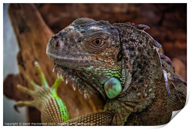 Green Iguana Print by David Macdiarmid