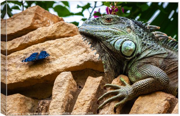 Green Iguana and Butterfly Canvas Print by David Macdiarmid