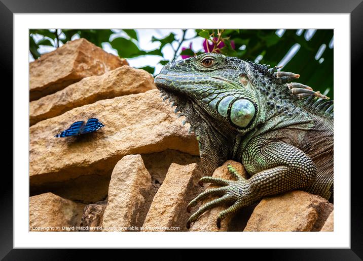 Green Iguana and Butterfly Framed Mounted Print by David Macdiarmid