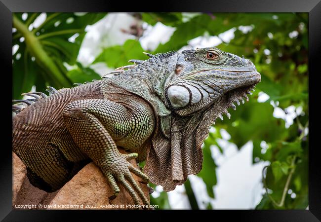 Green Iguana Framed Print by David Macdiarmid