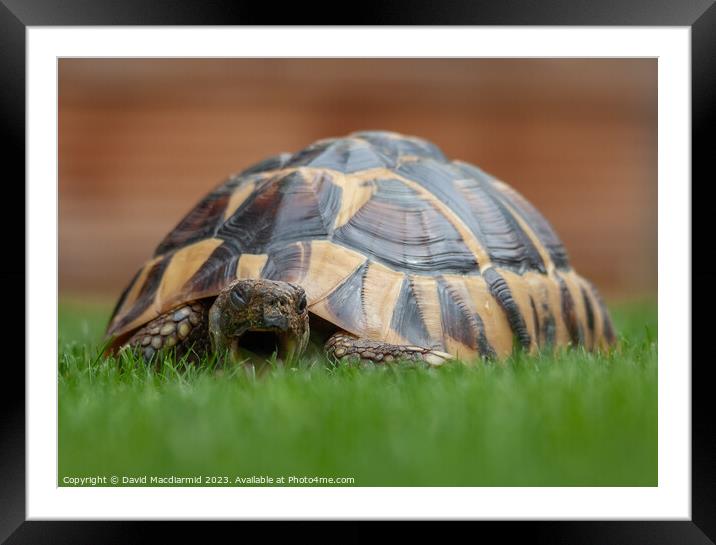 Tortoise eating grass Framed Mounted Print by David Macdiarmid