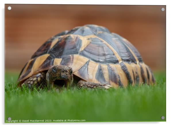 Tortoise eating grass Acrylic by David Macdiarmid