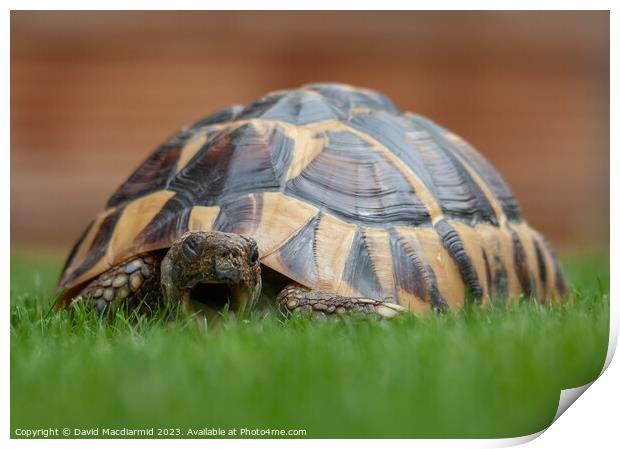 Tortoise eating grass Print by David Macdiarmid