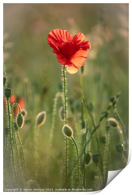 Fiery Flora Print by Simon Johnson