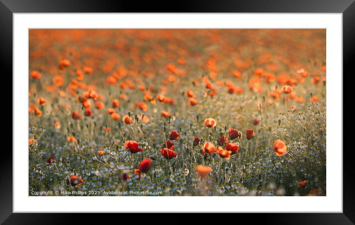 Poppy meadow Framed Mounted Print by Mike Phillips