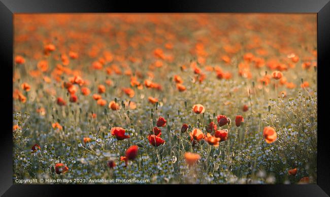 Poppy meadow Framed Print by Mike Phillips