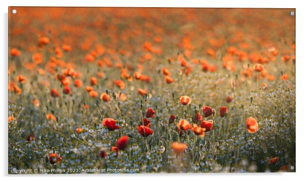 Poppy meadow Acrylic by Mike Phillips